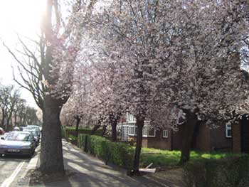 ロンドンの桜(もどき)_e0030586_1912841.jpg