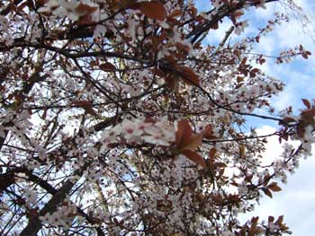 ロンドンの桜(もどき)_e0030586_191691.jpg