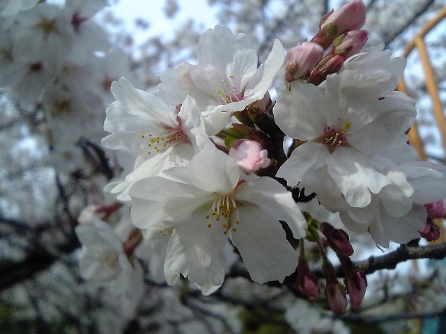 Cherry blossoms & Commercial Papers _a0050593_17273976.jpg