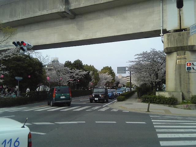 Cherry blossoms & Commercial Papers _a0050593_17275842.jpg