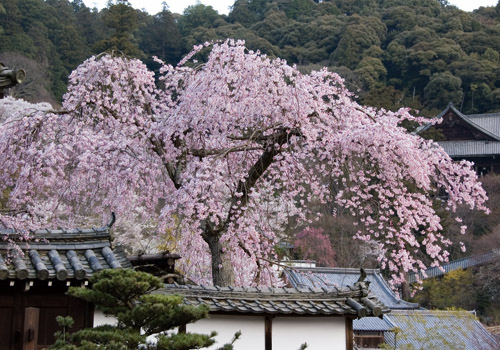 長谷寺の桜♪(^o^)丿_a0044202_18344128.jpg