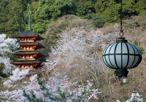 長谷寺の桜♪(^o^)丿_a0044202_18364211.jpg