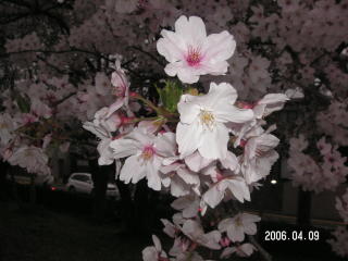 e0011102_8503010.jpg