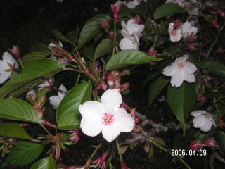 e0011102_8504360.jpg