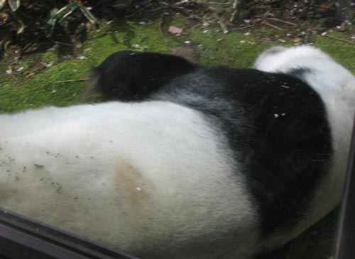 動物園の日常。_f0081202_2311480.jpg