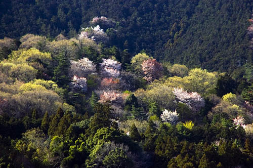 桜のある風景_c0061503_2254144.jpg