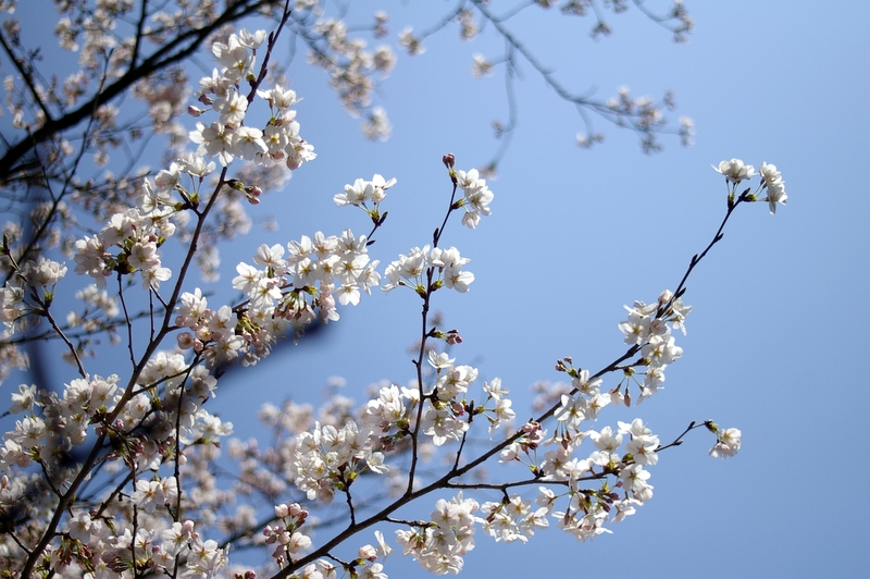 Cherry Blossom_a0031804_258438.jpg