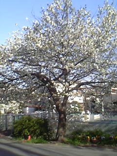 a0013905_1020814.jpg