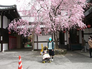 京都でお花見_b0075205_1443662.jpg