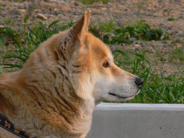時々我が家のワンコに登場してもらいます♪_a0031821_2154827.jpg