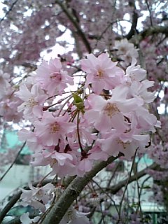 枝垂れ桜(^^)_b0020625_18242927.jpg