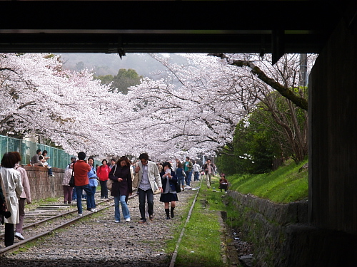 桜巡り2006～京都・インクライン～(4/8)_e0080133_2082324.jpg