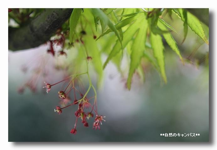 若葉の下に地味な花が_e0052135_17333218.jpg