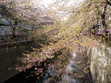 ＊私が、幸せ＊　　2006,4,8_a0030038_1131772.jpg