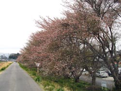 ４月１０日の桜の開花状況_f0105342_15481153.jpg