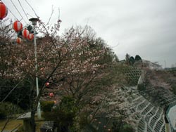 ４月１０日の桜の開花状況_f0105342_16163637.jpg