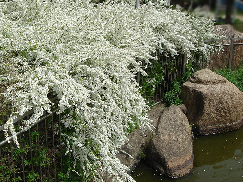 公園の雪柳_b0009845_1765978.jpg