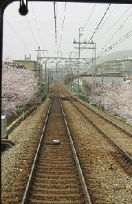 桜のなかの動物園_c0073649_16333882.jpg