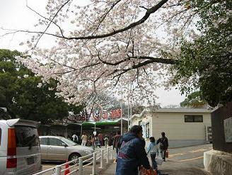 桜のなかの動物園_c0073649_1638834.jpg