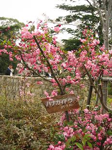 桜のなかの動物園_c0073649_17214688.jpg