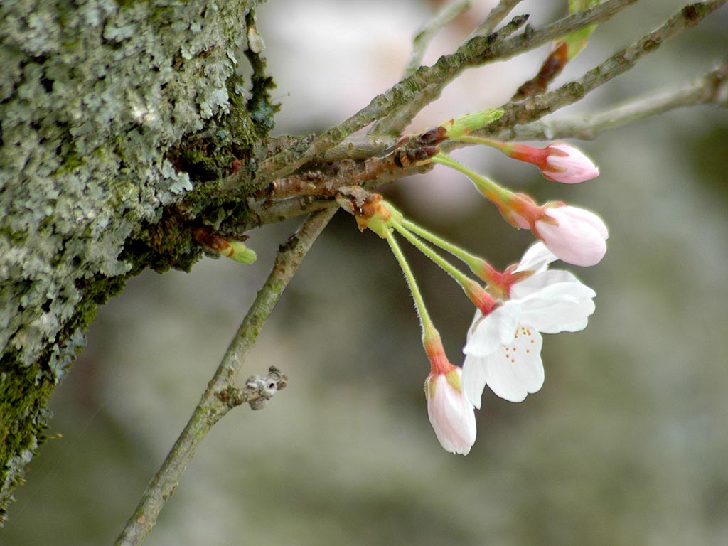 桜　八女郡矢部村杣の里（そまのさと）の桜_f0004051_2084953.jpg