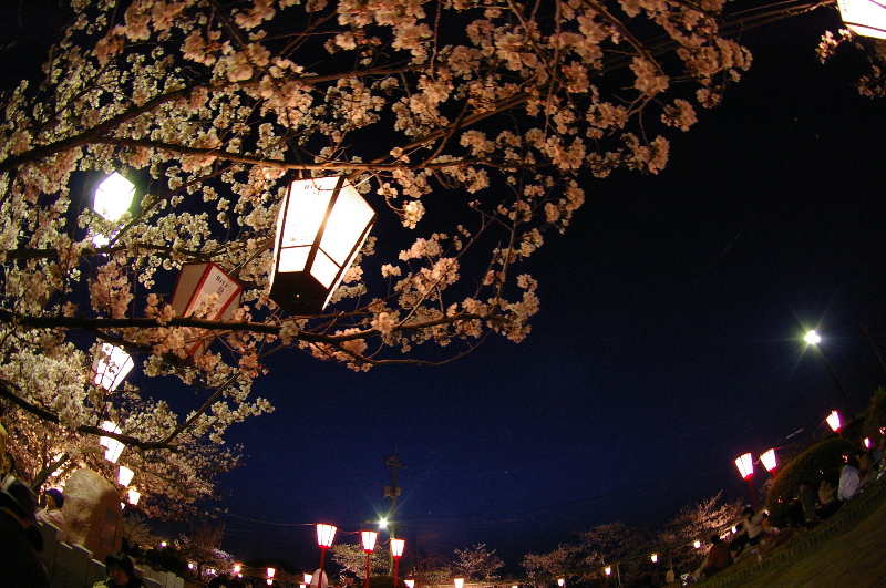 4月8日 尾道、千光寺の夜桜_a0009554_01386.jpg