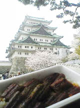 桜咲き　はらりと宙を　舞い踊る　ごくありふれた　春の風景。母と名古屋城と鰻重と。_c0068783_17353981.jpg