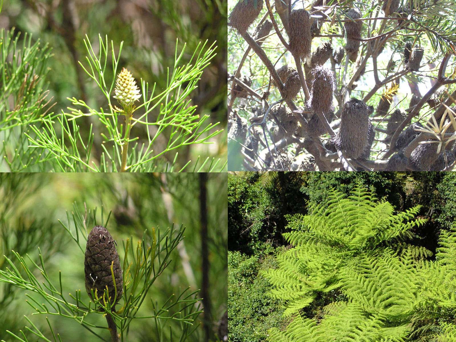 ブルーマウンテンで見かけた花と裸子植物_c0027285_18574485.jpg