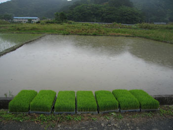 田植え本番_e0028387_23364041.jpg