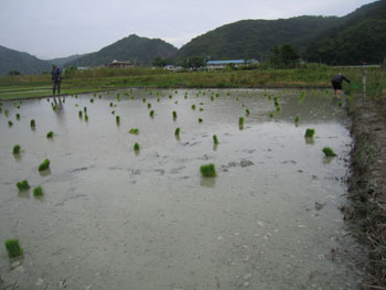 田植え本番_e0028387_23381770.jpg