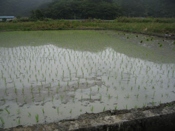 田植え本番_e0028387_234213.jpg