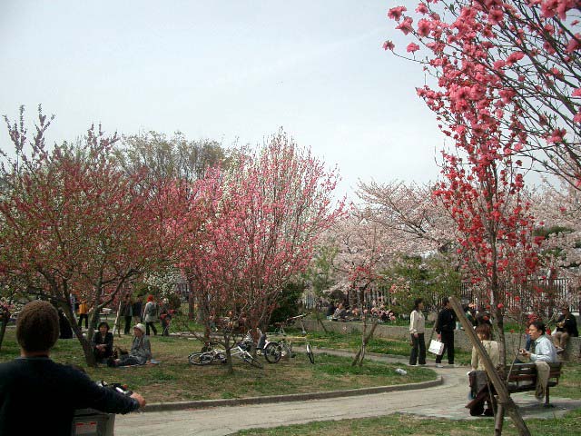 花祭りの週末。_f0003788_9264073.jpg