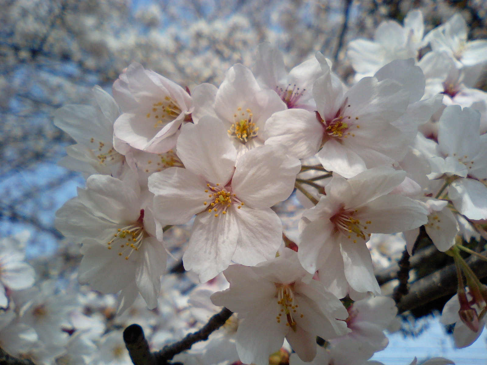 桜。_d0022992_113343.jpg