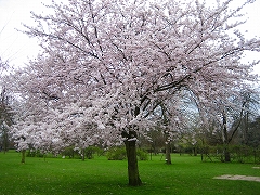 e0032092_8373111.jpg