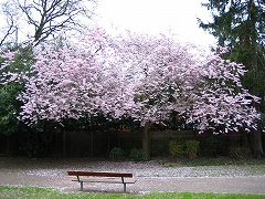 e0032092_8375126.jpg