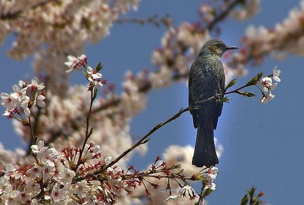      　　　　　　 桜の木に・・_c0061695_2111611.jpg