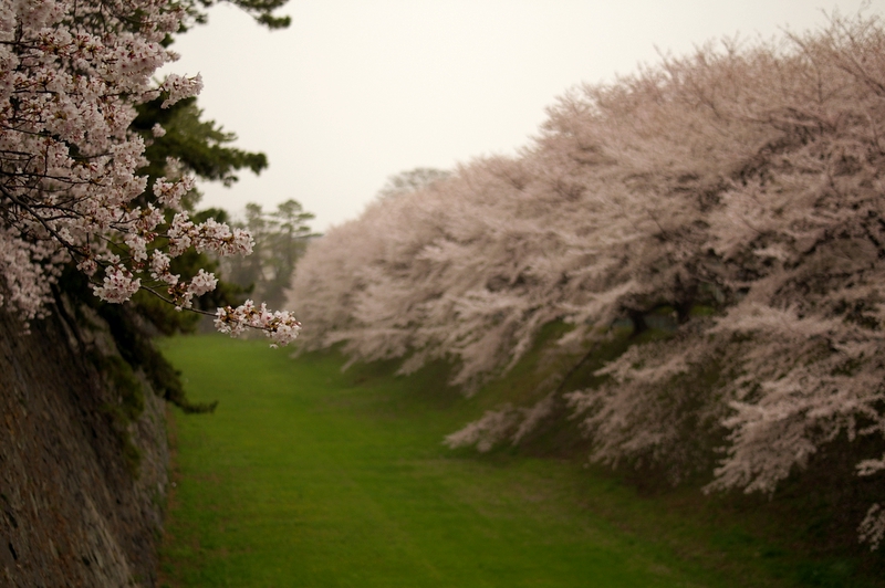 Nagoya Castle in Cherry Blossoms/2_a0031804_4495724.jpg