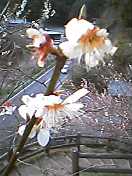e0045108_220863.jpg