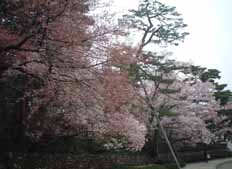 本日の兼六園桜開花情報_f0084515_16204840.jpg