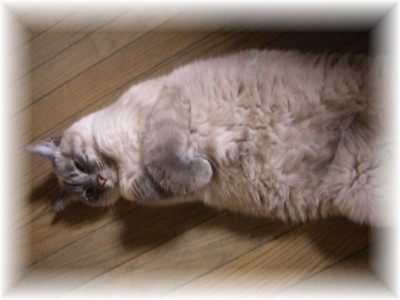 小顔でグラマー_c0006826_1223274.jpg
