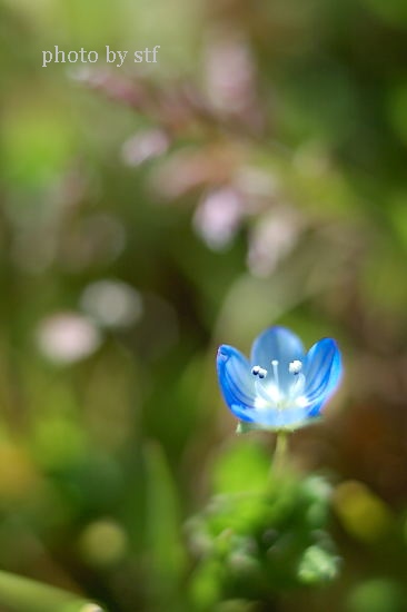 小さな花_f0030527_2330923.jpg