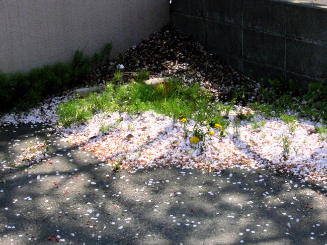 b0065730_13281525.jpg