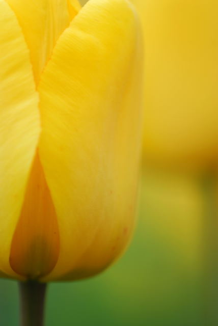 咲いた咲いたチューリップの花が♪_f0032335_145161.jpg