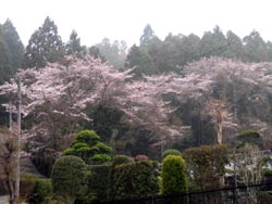 ４月１１日の桜の開花状況_f0105342_10484590.jpg