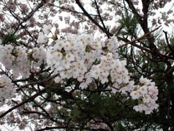 ４月１１日の桜の開花状況_f0105342_10543662.jpg