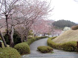 ４月１１日の桜の開花状況_f0105342_16115046.jpg