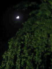 あいにくの天気でお花見はキャンセルに_a0017350_21533363.jpg