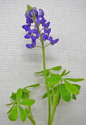 4月11日 ルピナス ブルーボンネット 花ねこ日記 4月11日 ルピナス ブルーボンネット 花ねこ日記