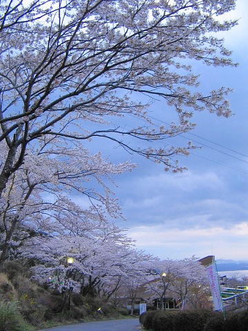 桜の山麓・・・鶴見岳公園さくらまつり_c0001578_22325744.jpg
