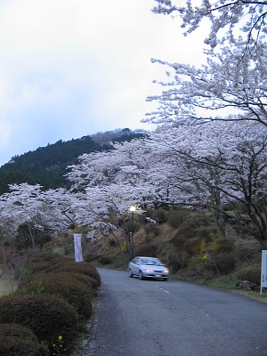 桜の山麓・・・鶴見岳公園さくらまつり_c0001578_22333848.jpg